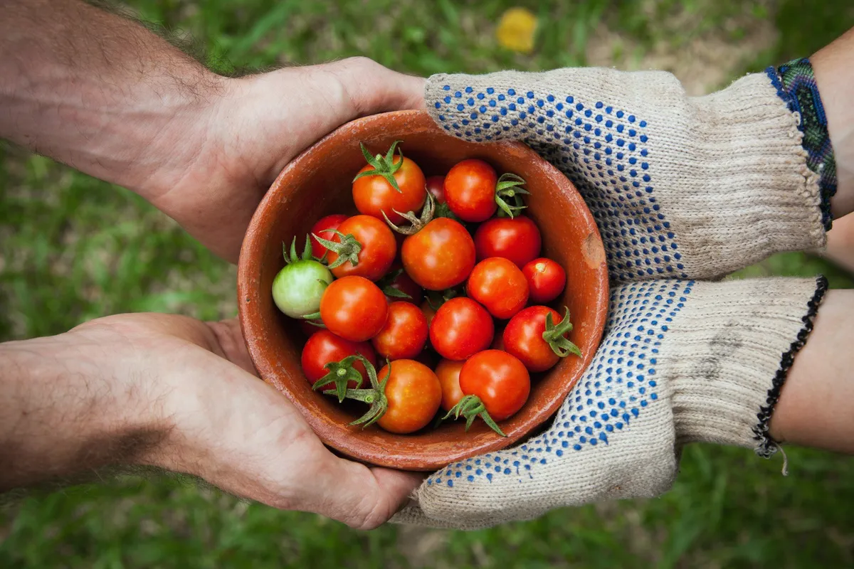 Gloved hands holding a clay bowl of just picked tomatoes