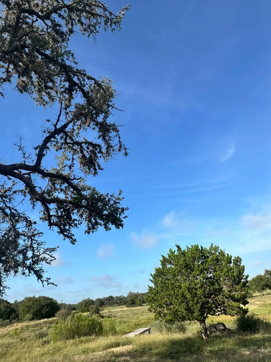 A live oak against a clear blue sky on the Welyfe Ranch